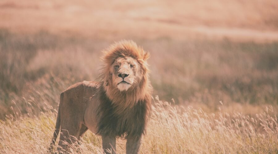 Guidelines for Carrying Government Trophies to Tanzania 2026, 2027 & 2028