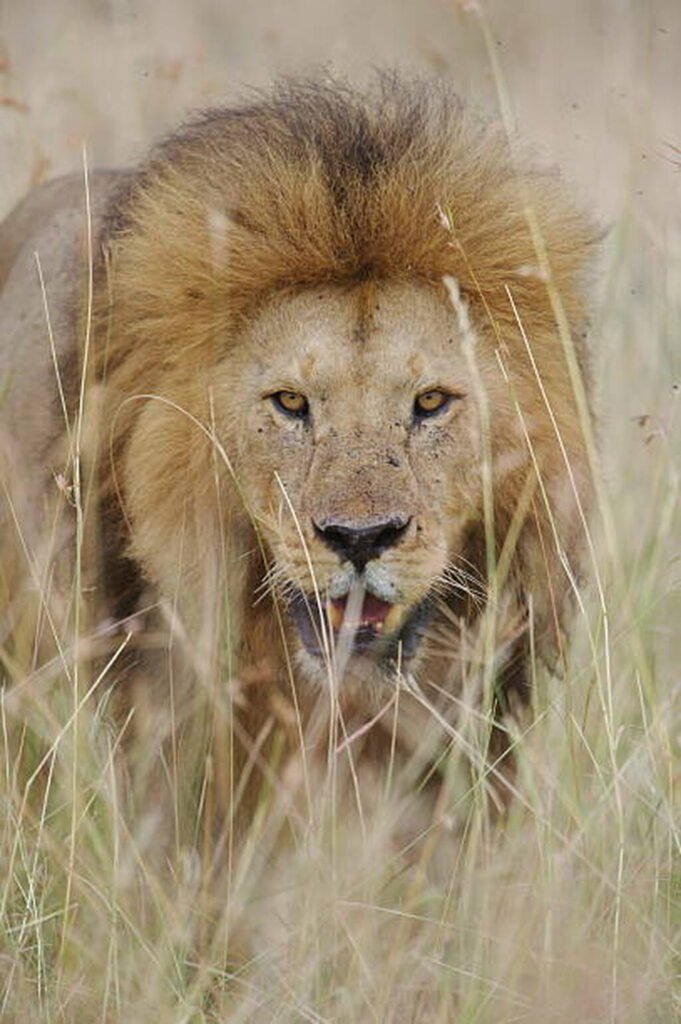 Guidelines for Carrying Government Trophies to Tanzania 2026, 2027 & 2028