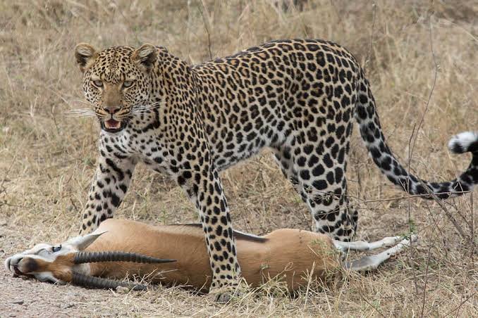 Leopard Safari Tours for 2026,2027 and 2028.Your Ultimate Wildlife Experience