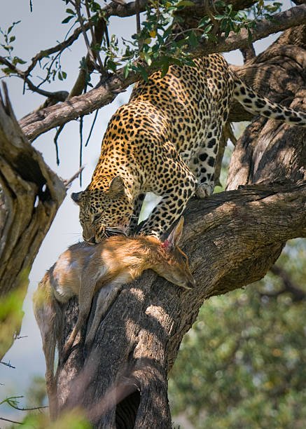 Leopard Safari Tours for 2026,2027 and 2028.Your Ultimate Wildlife Experience