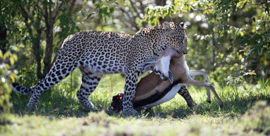 Leopard Safari Tours for 2026,2027 and 2028.Your Ultimate Wildlife Experience
