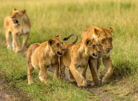 Private Tanzania Safari Tours with Expert Guides 2027, 2028 & 2029