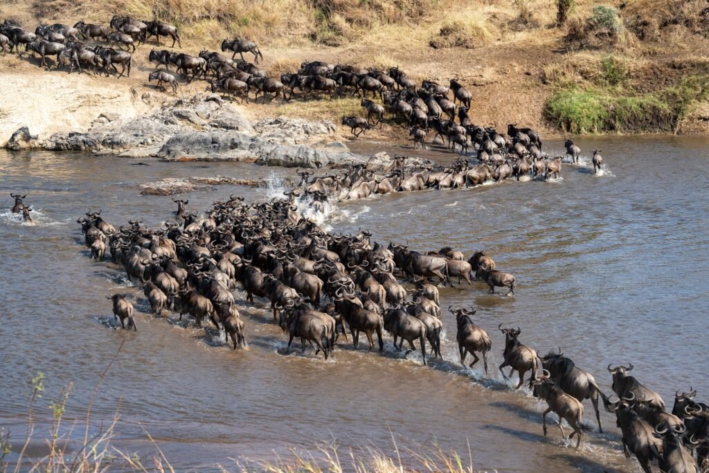 Witness the Great Migration in Serengeti : Tanzania Safari 20226,2027 and 2028