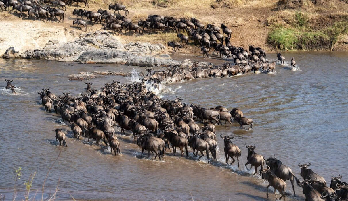 Witness the Great Migration in Serengeti : Tanzania Safari