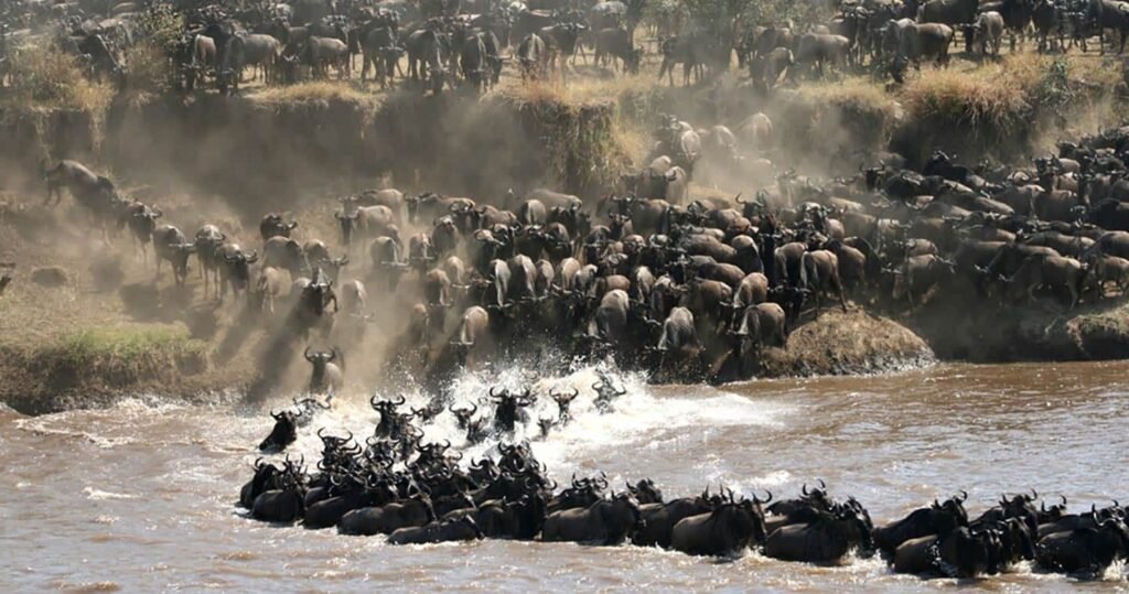 Tanzania Great Migration Safari Packages & Prices 2026, 2027 & 2028 Tanzania Great Migration Safari Packages & Prices 2026, 2027 & 2028