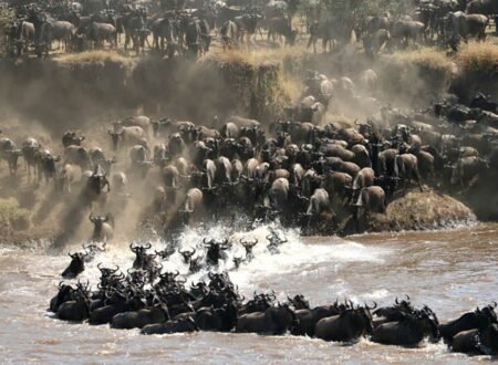 Tanzania Great Migration Safari Packages & Prices 2026, 2027 & 2028