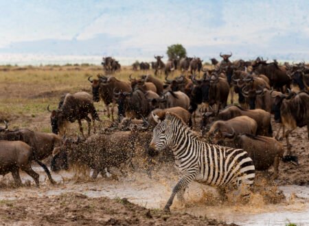 Serengeti Safari and Zanzibar Vacation Packages 2026, 2027 & 2028