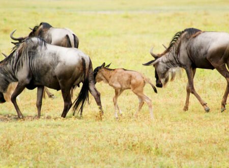 Witness the Mara River Crossing: Tanzania Migration Safaris 2026, 2027 & 2028