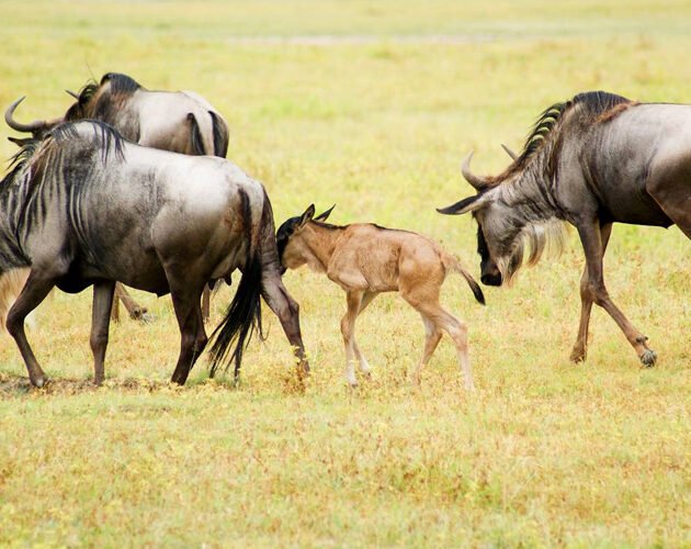 Witness the Mara River Crossing: Tanzania Migration Safaris 2026, 2027 & 2028