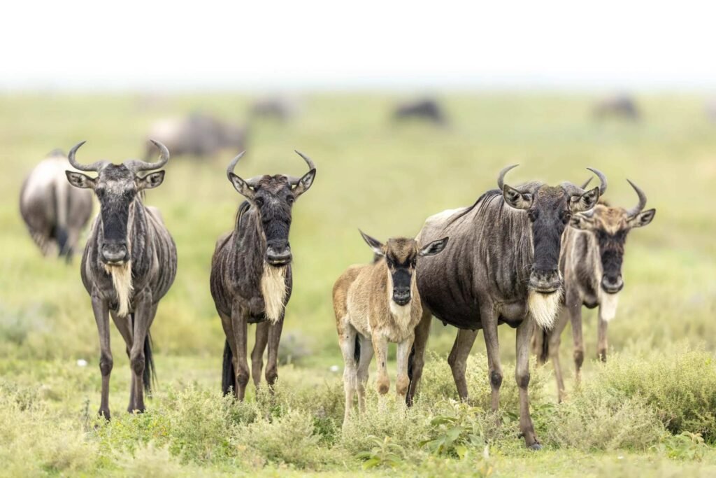 Tanzania Great Migration Safari Packages & Prices 2026, 2027 & 2028 Tanzania Great Migration Safari Packages & Prices 2026, 2027 & 2028