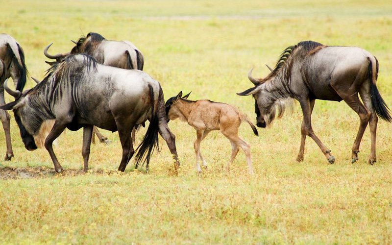 Witness the Mara River Crossing: Tanzania Migration Safaris 2026, 2027 & 2028 Witness the Mara River Crossing: Tanzania Migration Safaris 2026, 2027 & 2028