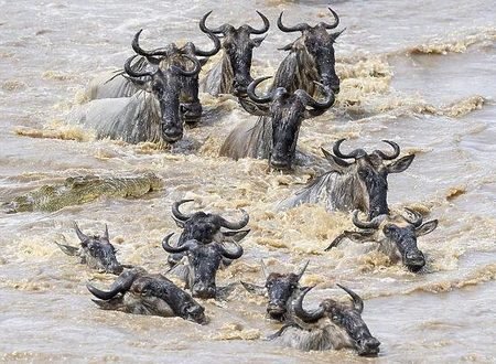 Witness the Mara River Crossing: Tanzania Migration Safaris 2027, 2028 & 2029