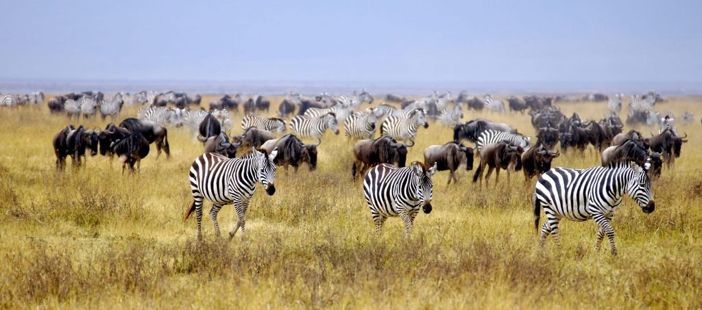 Book All-Inclusive Tanzania Safari Packages for 2027, 2028 & 2029