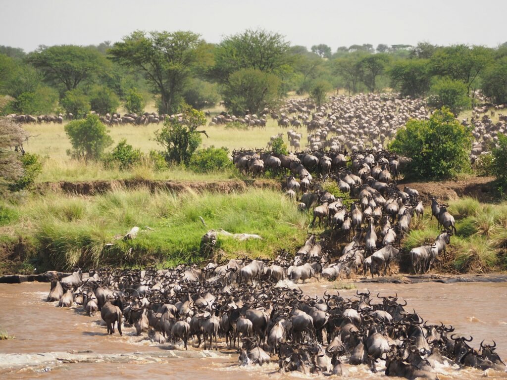 Masai Mara Kenya Safari Package 2026/2027: Complete Travel Guide
