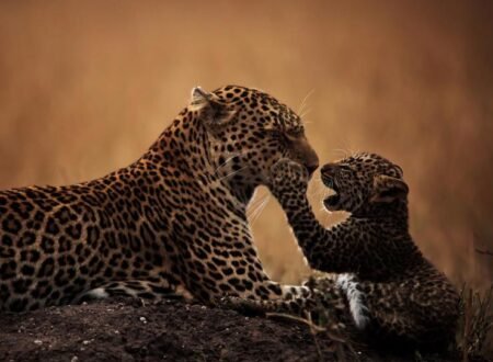 Leopard Safari Tours for 2026 and 2027 Your Ultimate Wildlife