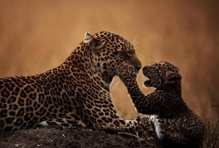Leopard Safari Tours for 2026 and 2027 Your Ultimate Wildlife