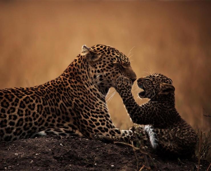 Leopard Safari Tours for 2026 and 2027 Your Ultimate Wildlife