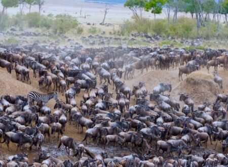 The Ultimate 5: Serengeti River Crossing and Migration