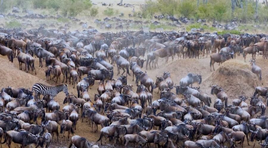 The Ultimate 5: Serengeti River Crossing and Migration