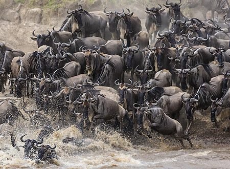 Serengeti Great Migration Safari Tours and Prices 2027, 2028 & 2029