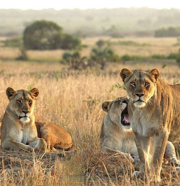 Tanzania Safari and Zanzibar Beach Holiday Packages 2027, 2028 & 2029