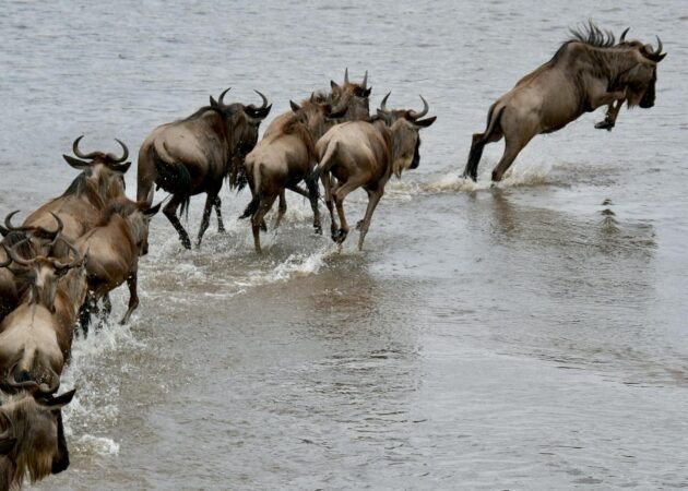Best Serengeti Migration Safari Tours for First-Time Visitors 2026, 2027 & 2028