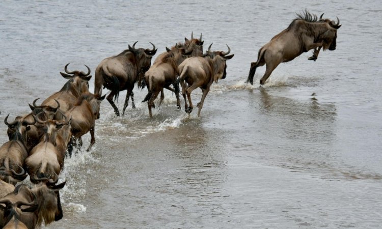 Best Serengeti Migration Safari Tours for First-Time Visitors 2026, 2027 & 2028
