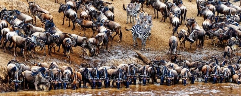 Best Serengeti Migration Safari Tours for First-Time Visitors 2026, 2027 & 2028