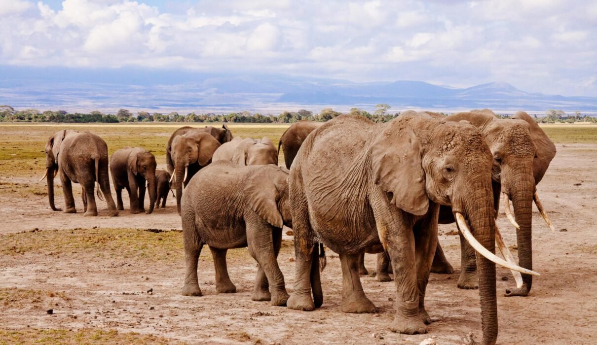 5-Day Private Big Five Tanzania Safari-Tarangire, Serengeti & Ngorongoro Crater 2026,2027&2028
