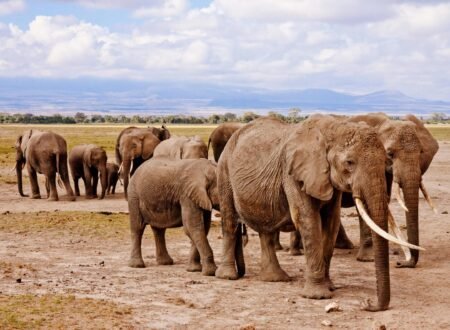 5-Day Private Big Five Tanzania Safari-Tarangire, Serengeti & Ngorongoro Crater 2026,2027&2028