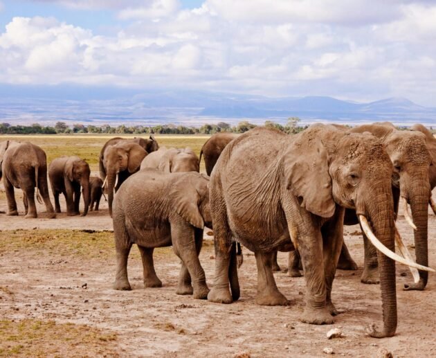 5-Day Private Big Five Tanzania Safari-Tarangire, Serengeti & Ngorongoro Crater 2026,2027&2028