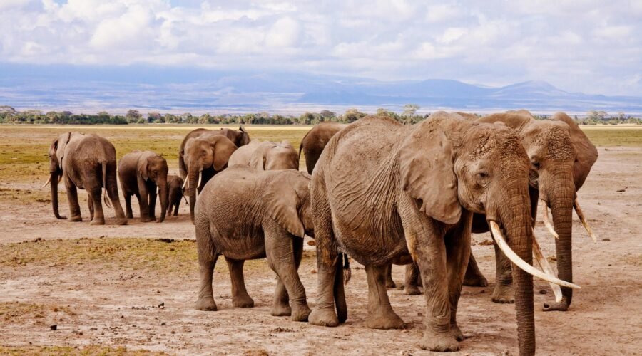 5-Day Private Big Five Tanzania Safari-Tarangire, Serengeti & Ngorongoro Crater 2026,2027&2028