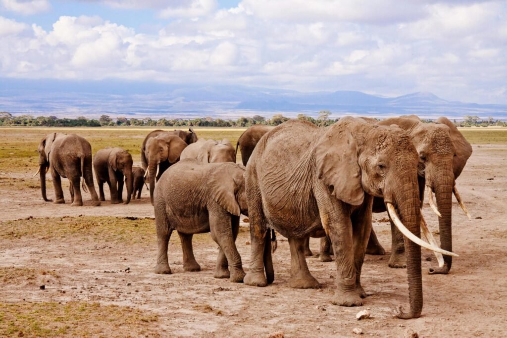 Explore Tanzania in 7 Days: Big Five & Wildebeest Migration Safari in (2026-2028)
