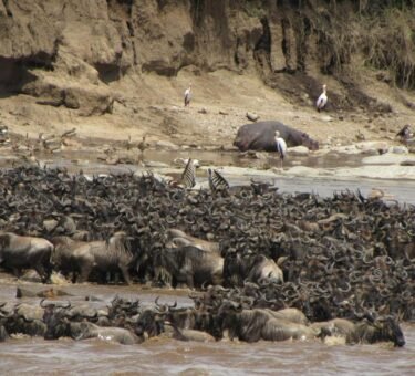 What to anticipate from a Tanzanian safari In 2026,2027&2028