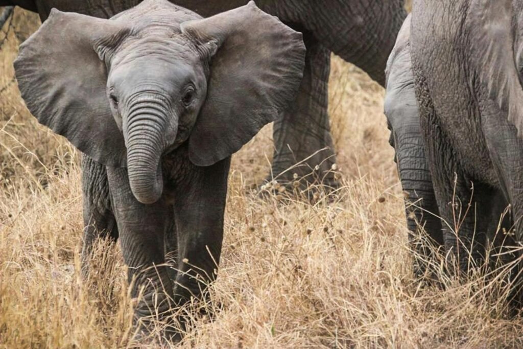The pro Ultimate Tanzania Safari Guide 2026/2027&2028 The pro Ultimate Tanzania Safari Guide 2026/2027&2028