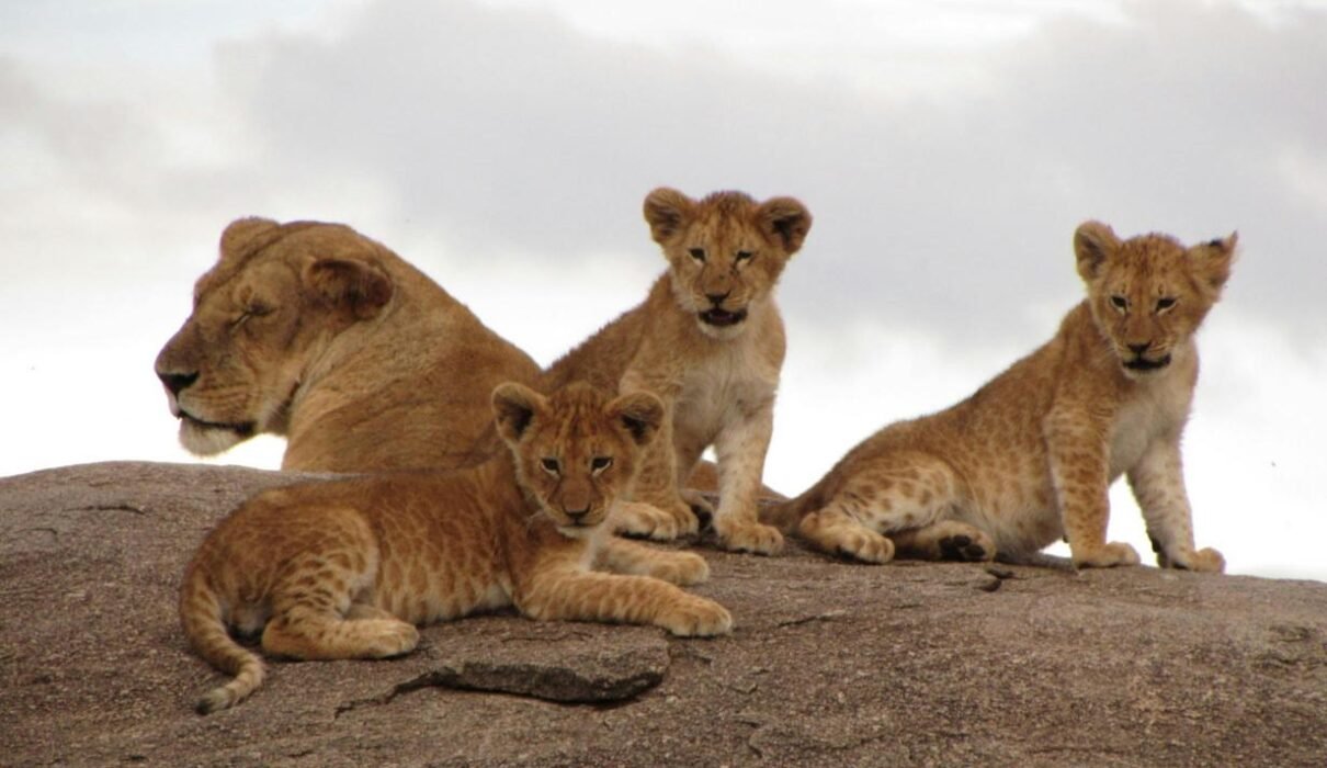 Ultimate 5-Day Tanzania Safari: Arusha National Park, Lake Manyara, Serengeti National Park & Ngorongoro Crater