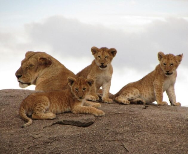 Ultimate 5-Day Tanzania Safari: Arusha National Park, Lake Manyara, Serengeti National Park & Ngorongoro Crater