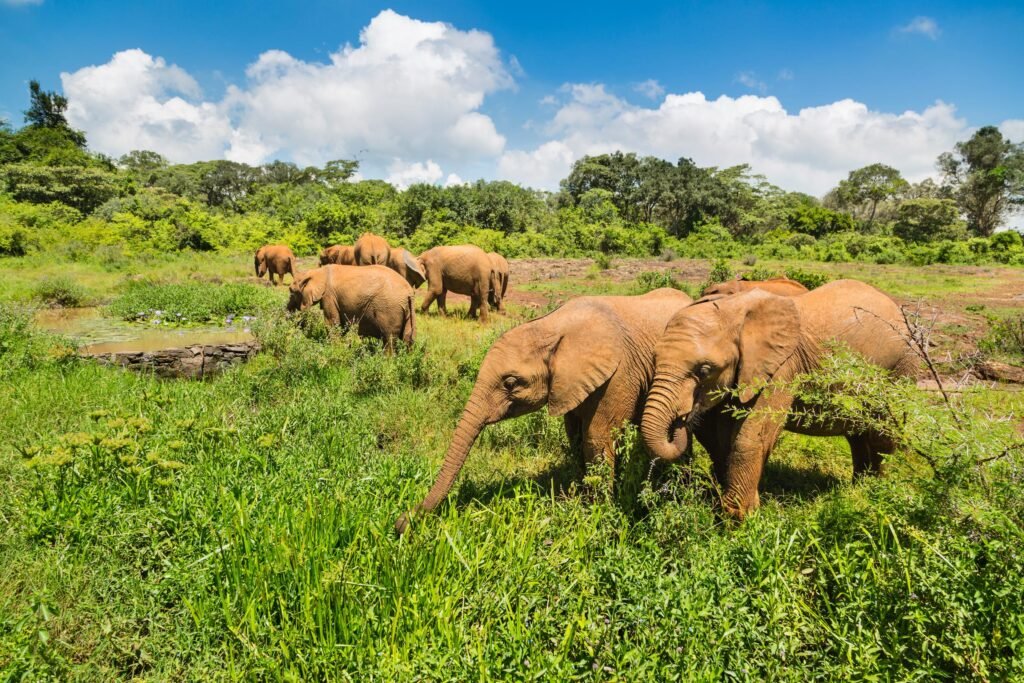 9 Days Zanzibar Beach Vacation & Wildlife Safarfi In (2026-2028) 9 Days Zanzibar Beach Vacation & Wildlife Safarfi In (2026-2028)