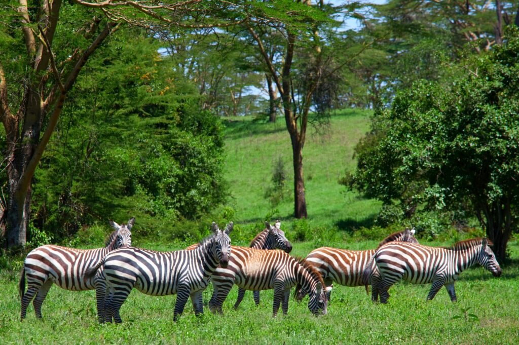 Reserve a 9-Day Fantastic Tanzanian Safari of the Serengeti Migration (2026, 2027 & 2028)