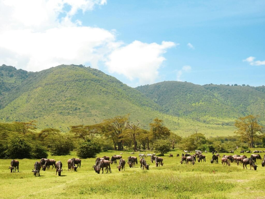 The Best 4 Days Tarangire, Ngorongoro & Serengeti Safari (2026, 2027 & 2028)