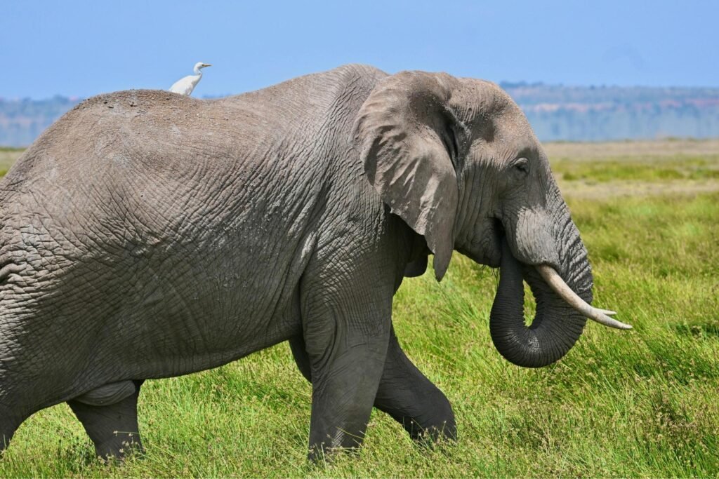 The Ultimate Guide to a Big 5 Serengeti Luxury Safari in 2026,2027&2028