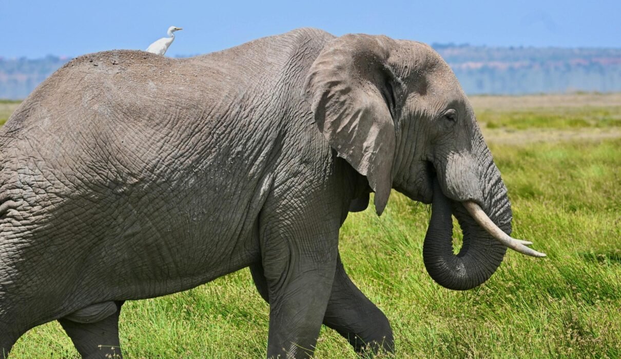 The Ultimate Guide to a Big 5 Serengeti Luxury Safari in 2026,2027&2028