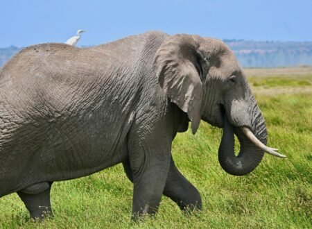 The Ultimate Guide to a Big 5 Serengeti Luxury Safari in 2026,2027&2028