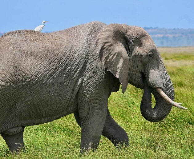 The Ultimate Guide to a Big 5 Serengeti Luxury Safari in 2026,2027&2028