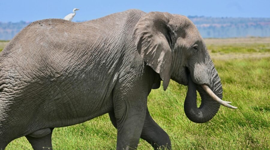 The Ultimate Guide to a Big 5 Serengeti Luxury Safari in 2026,2027&2028