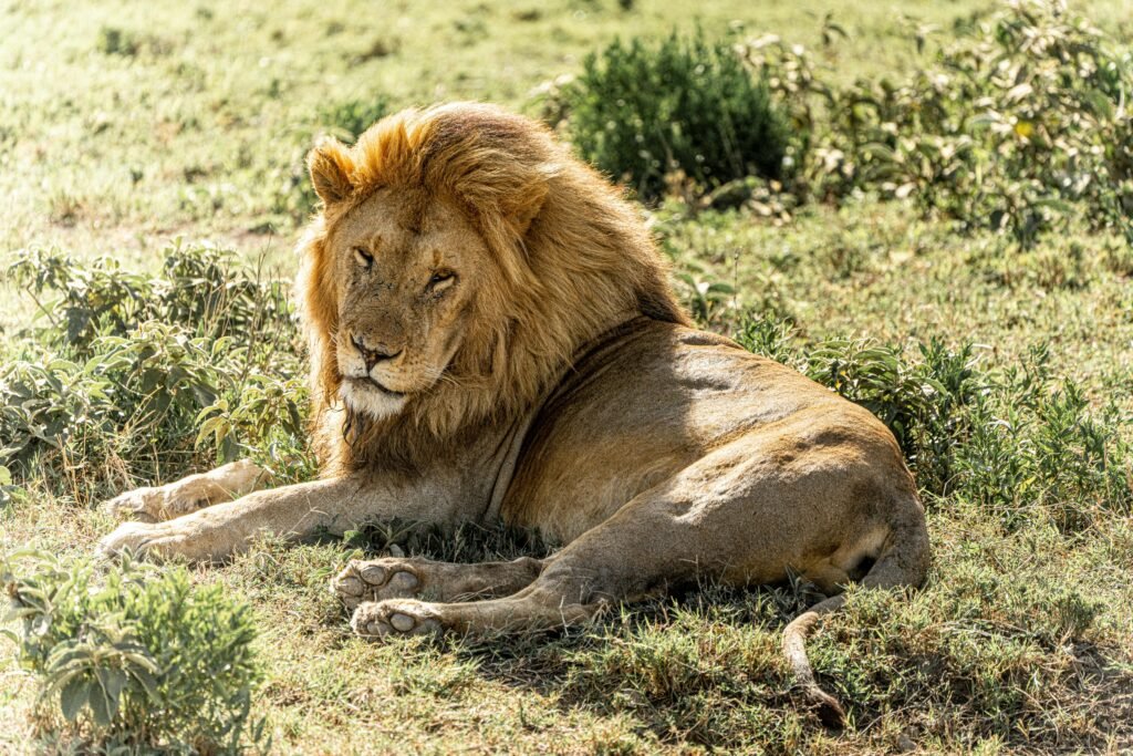 Explore Tanzania in 7 Days: Big Five & Wildebeest Migration Safari in (2026-2028)