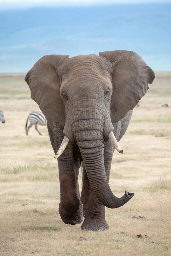 Unforgettable 9 Days Tanzania Safari Featuring the Great Wildebeest Migration (2026, 2027 & 2028)