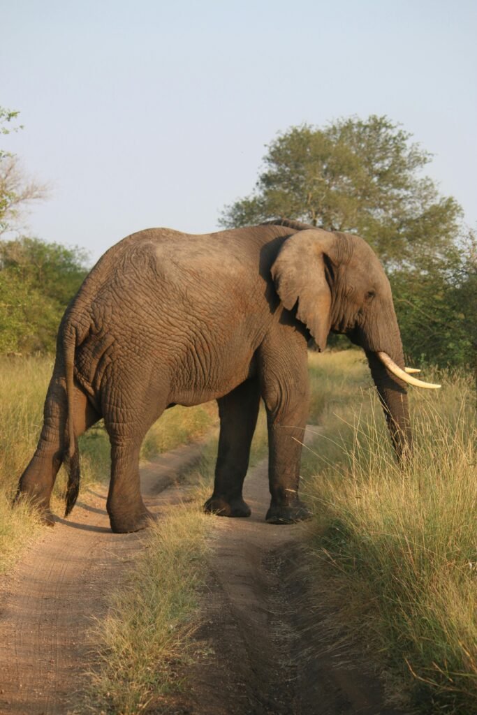 9 Days Zanzibar Beach Vacation & Wildlife Safarfi In (2026-2028) 9 Days Zanzibar Beach Vacation & Wildlife Safarfi In (2026-2028)
