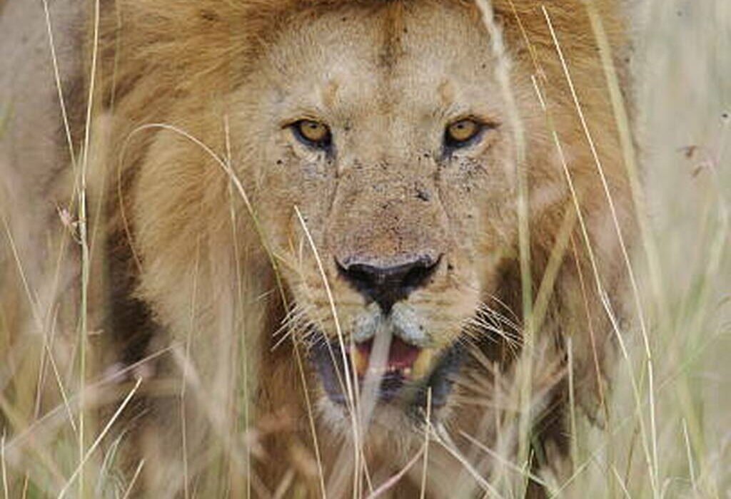 The Unique Wonders of Serengeti National Park in Tanzania: An Unforgettable Experience with Eddy Tour and Safaris