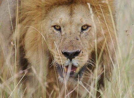 The Unique Wonders of Serengeti National Park in Tanzania: An Unforgettable Experience with Eddy Tour and Safaris